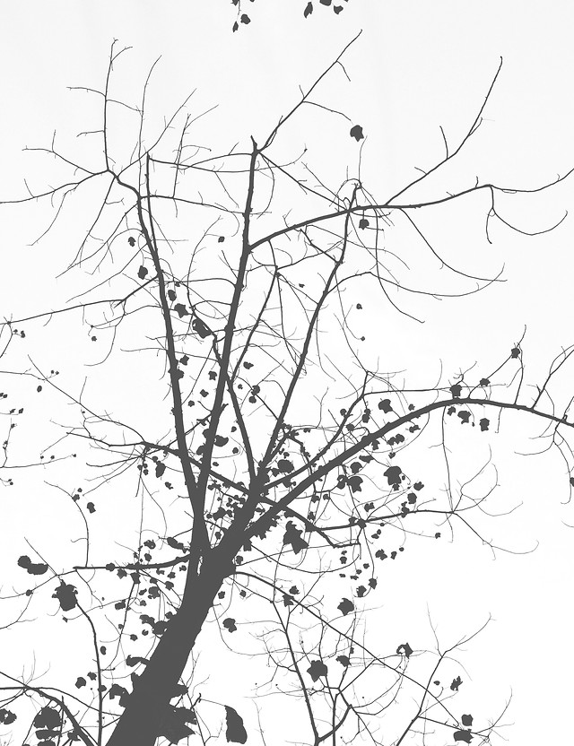 tree-branch-silhouette-desktop-winter 图片素材