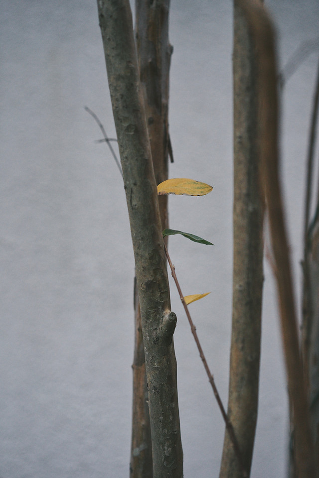 no-person-tree-wood-nature-outdoors 图片素材