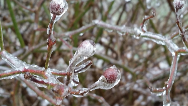 frost-nature-tree-winter-branch 图片素材