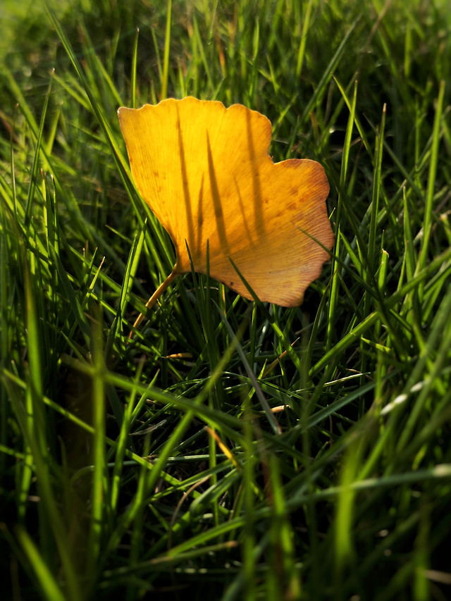 grass-nature-no-person-outdoors-flora 图片素材