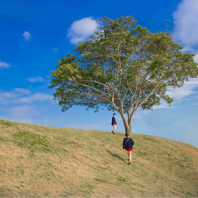 landscape-tree-sky-no-person-outdoors 图片素材