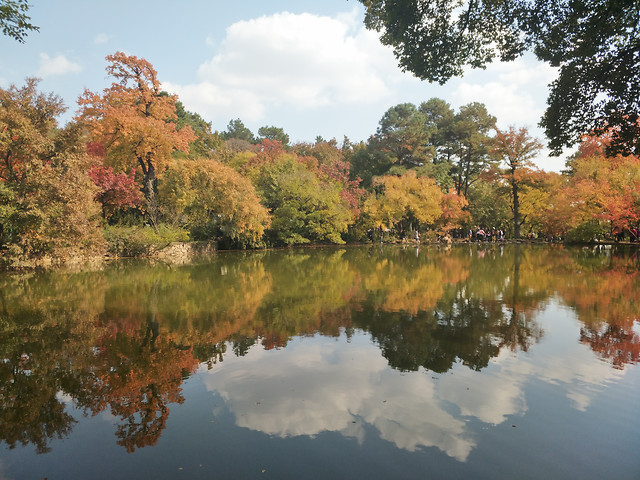 tree-fall-nature-landscape-leaf picture material