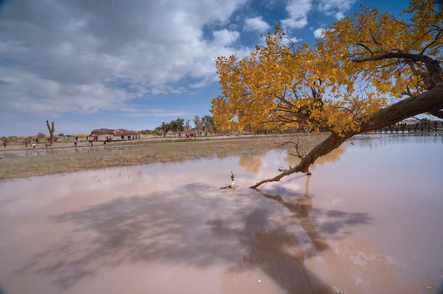 tree-landscape-water-no-person-nature picture material