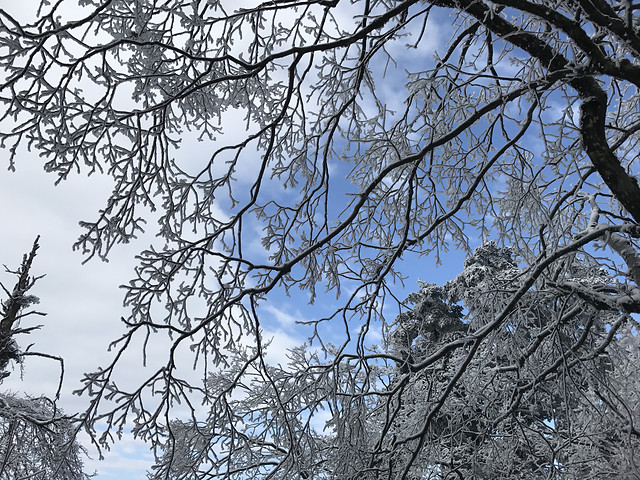 tree-winter-branch-wood-snow picture material