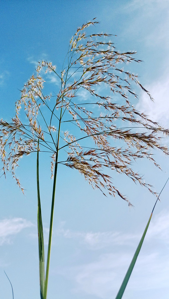 nature-sky-summer-no-person-flora 图片素材
