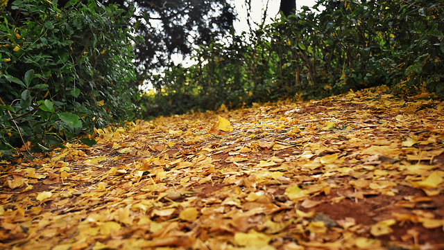fall-leaf-nature-wood-no-person 图片素材