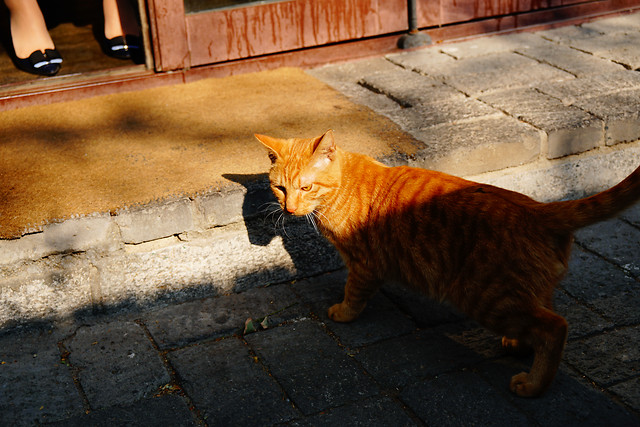 cat-portrait-mammal-animal-street 图片素材