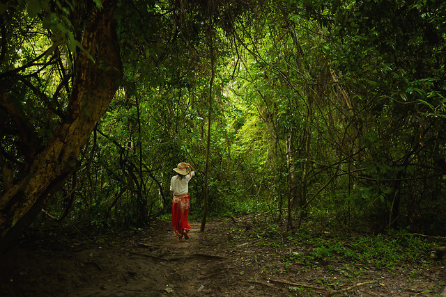 wood-tree-landscape-nature-hike 图片素材