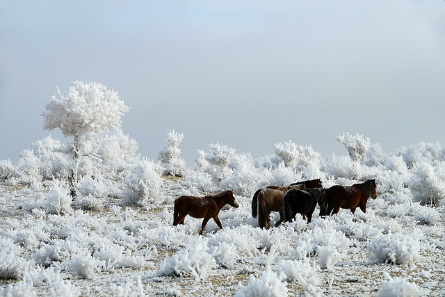 snow-winter-no-person-cold-frost 图片素材