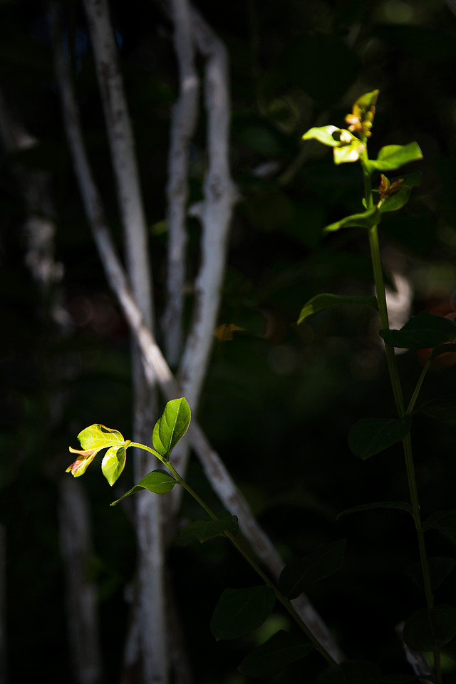 leaf-flower-flora-no-person-growth 图片素材