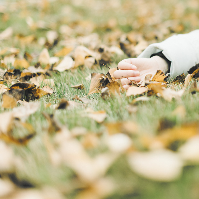 nature-outdoors-bird-leaf-no-person 图片素材