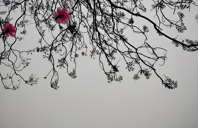 branch-tree-flower-cherry-desktop 图片素材