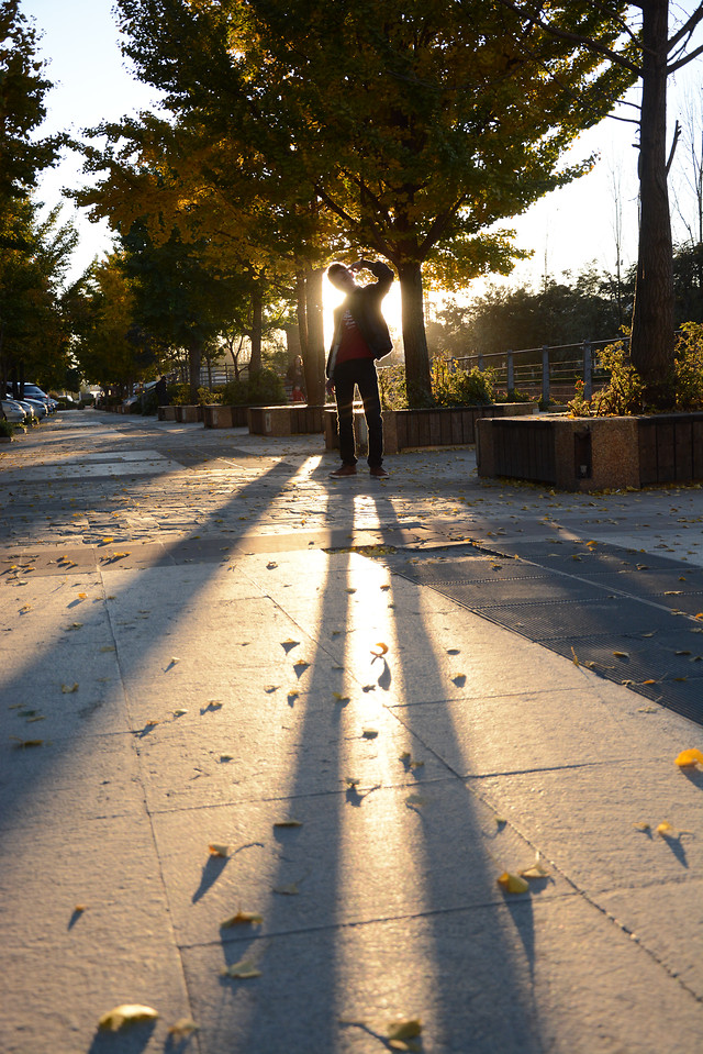 road-street-tree-no-person-lane 图片素材