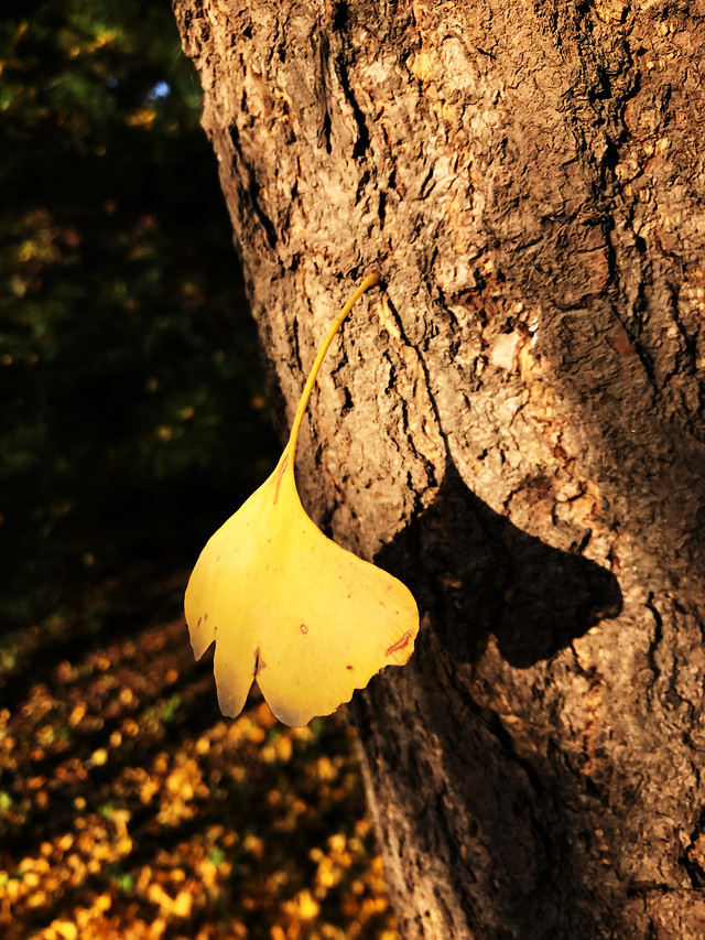 no-person-nature-wood-tree-fall picture material