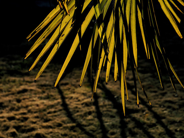 no-person-nature-leaf-dawn-outdoors picture material