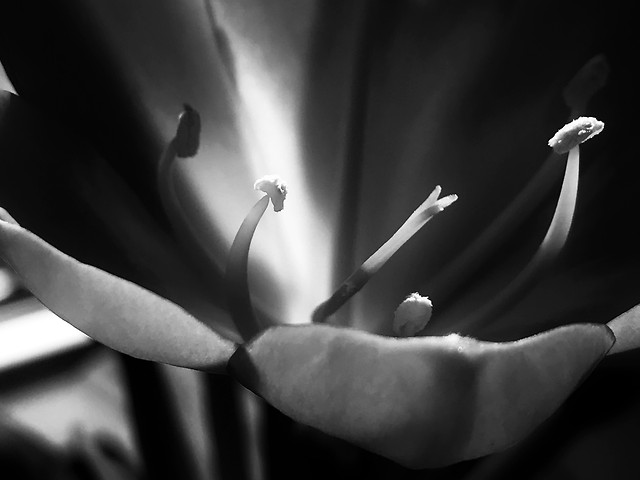 monochrome-flower-no-person-blur-white picture material