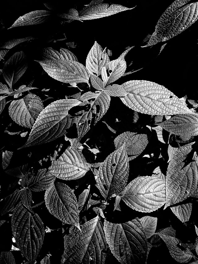 leaf-black-and-white-monochrome-photography-flower-plant 图片素材