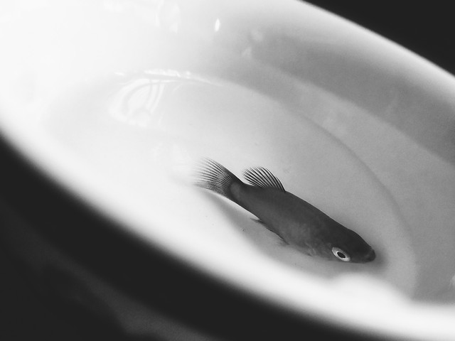 fish-no-person-blur-food-white 图片素材