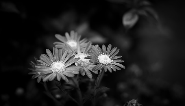 flower-nature-garden-flora-white 图片素材