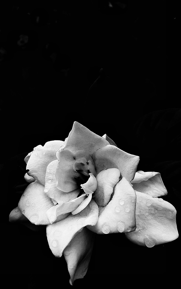 flower-rose-no-person-love-monochrome 图片素材