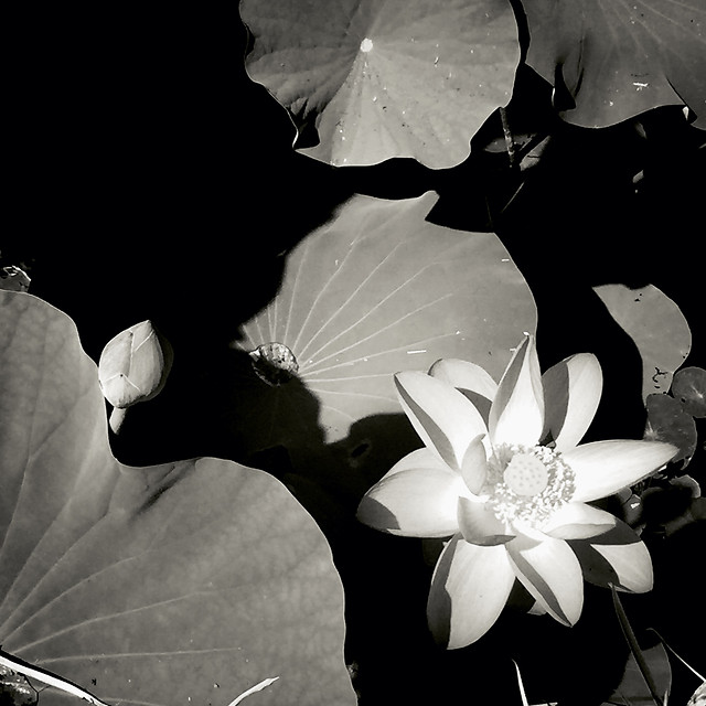 wedding-flower-monochrome-white-black 图片素材