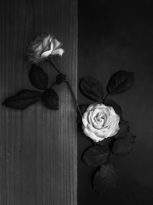 people-flower-monochrome-white-black picture material