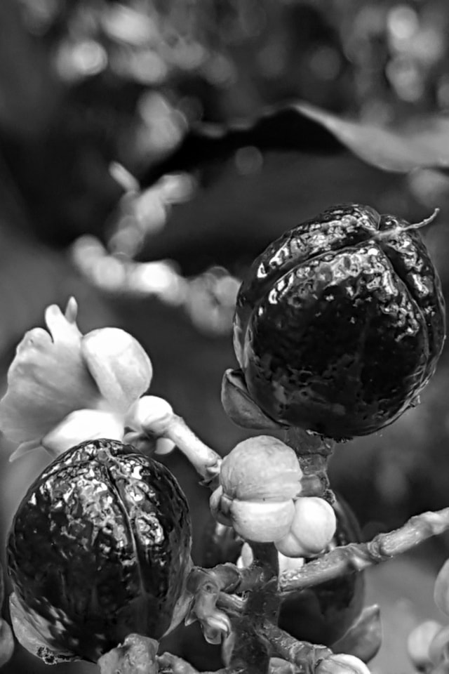 monochrome-photography-black-and-white-monochrome-photography-plant 图片素材