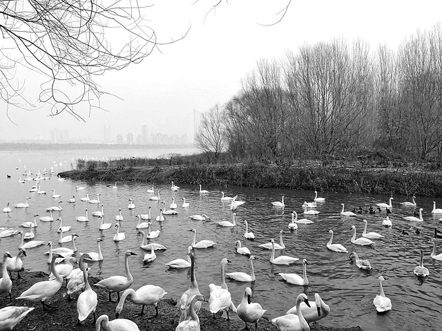 bird-many-group-water-lake 图片素材