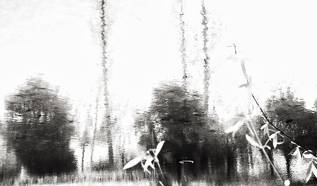 people-monochrome-tree-black-white-adult picture material