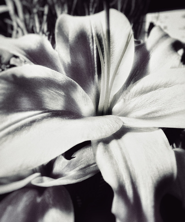 monochrome-flower-portrait-nature-people picture material