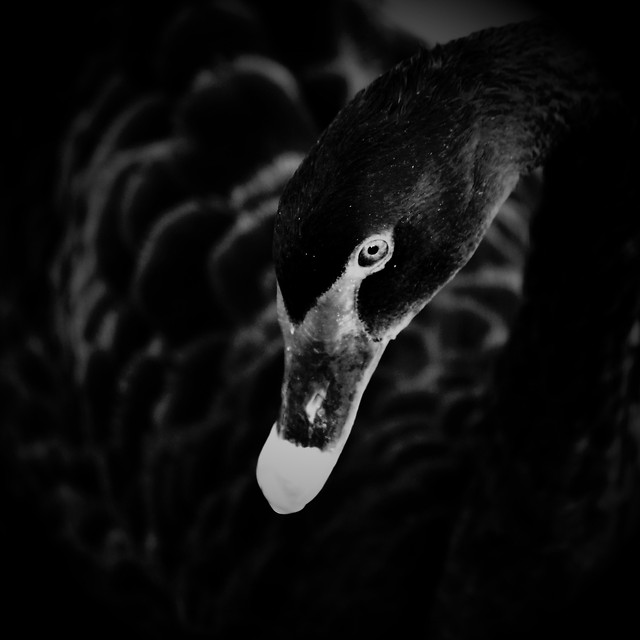 bird-no-person-monochrome-wildlife-nature 图片素材