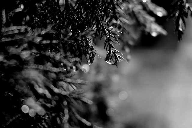 monochrome-no-person-nature-leaf-blur 图片素材