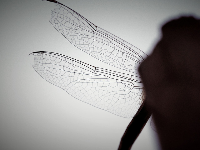 monochrome-black-white-abstract-silhouette-desktop 图片素材