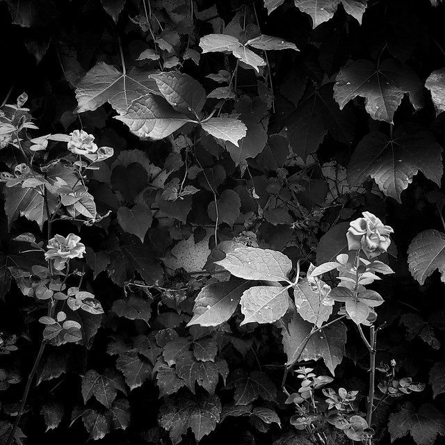 leaf-no-person-desktop-flora-ivy 图片素材