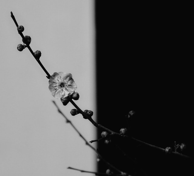 white-black-and-white-monochrome-photography-branch-twig 图片素材