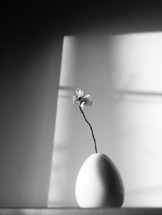 still-life-photography-white-black-photograph-black-and-white 图片素材
