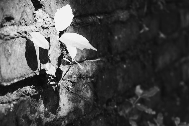 no-person-white-black-black-and-white-leaf 图片素材