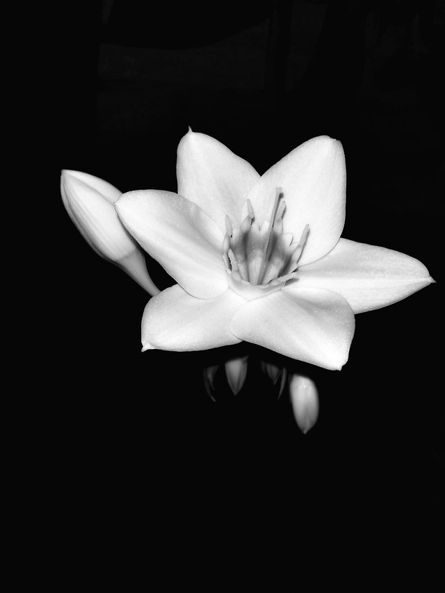 flower-no-person-nature-white-black-and-white picture material