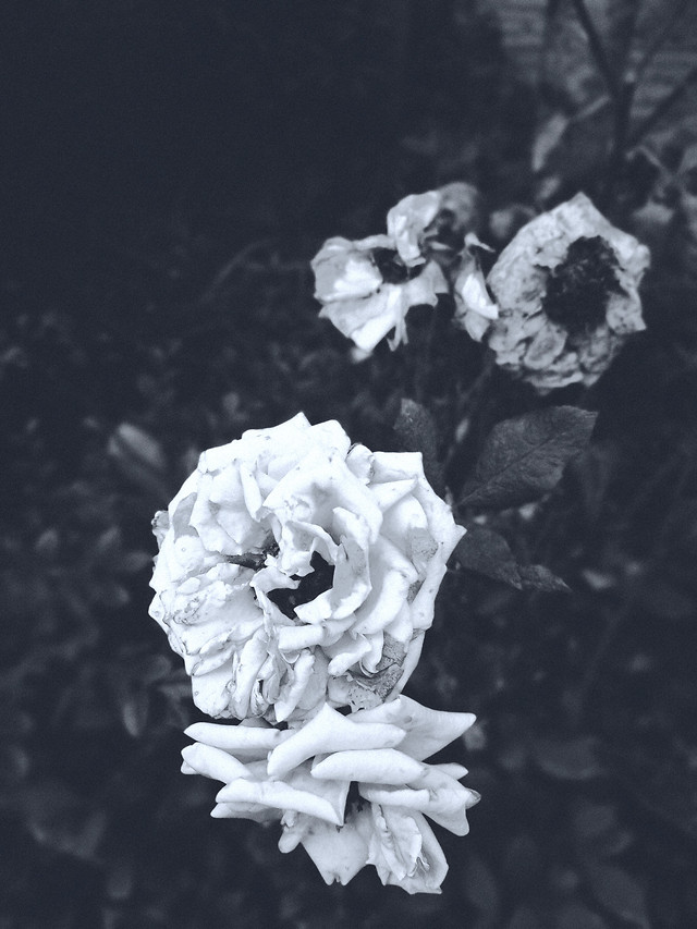 flower-rose-nature-petal-white 图片素材