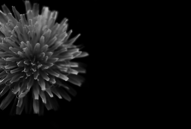 no-person-monochrome-flower-black-white-black 图片素材