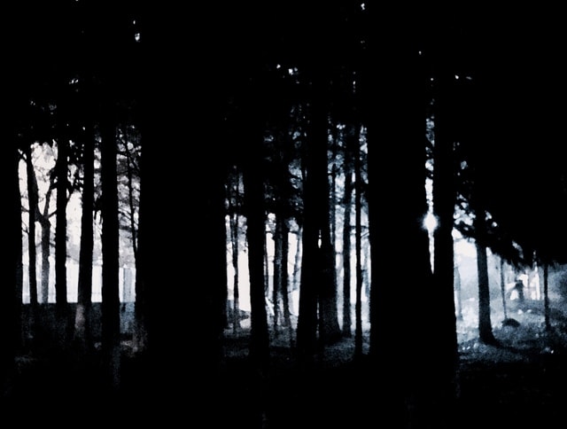 light-tree-monochrome-dark-forest-no-person 图片素材