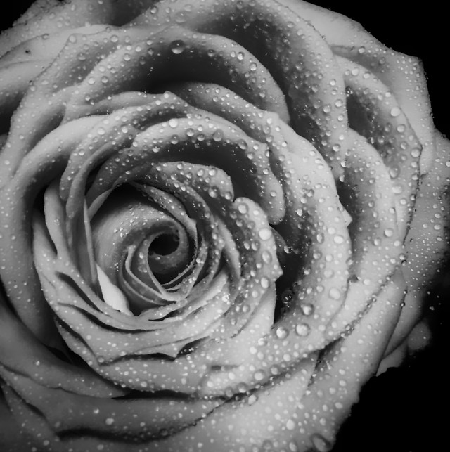 rose-love-flower-black-and-white-wedding 图片素材