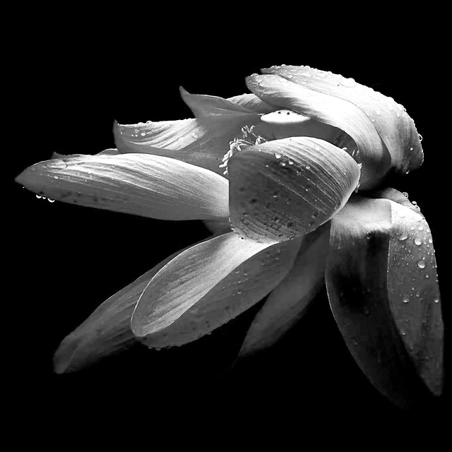 monochrome-flower-nature-black-white-no-person 图片素材