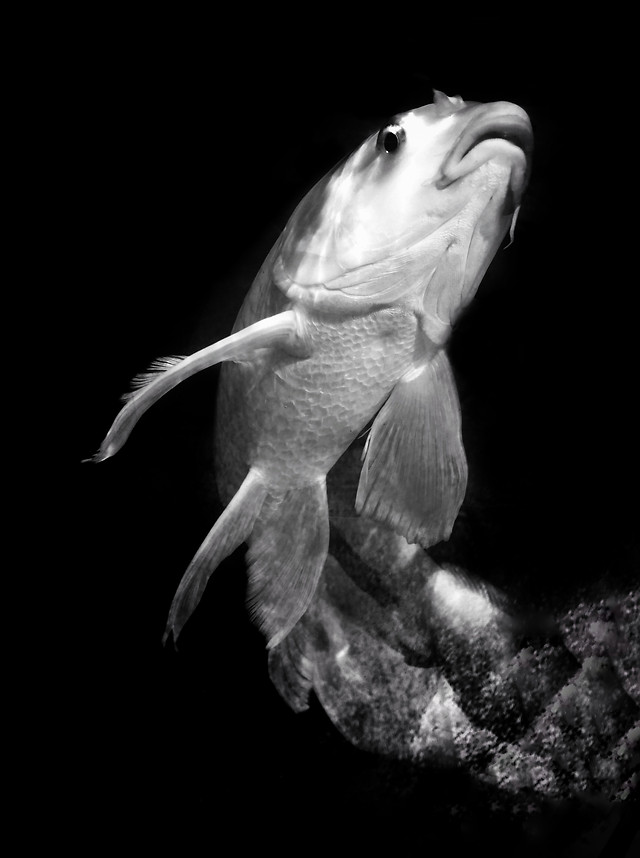 underwater-fish-no-person-one-water picture material