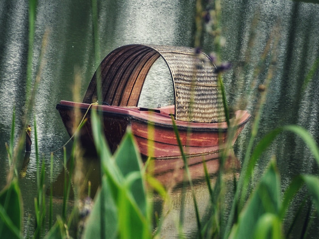 nature-garden-no-person-outdoors-flora 图片素材