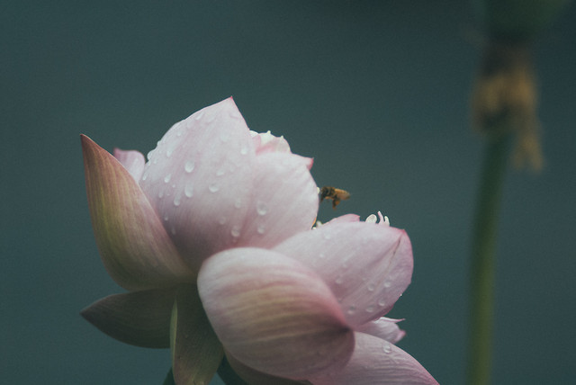 flower-no-person-nature-leaf-pink picture material