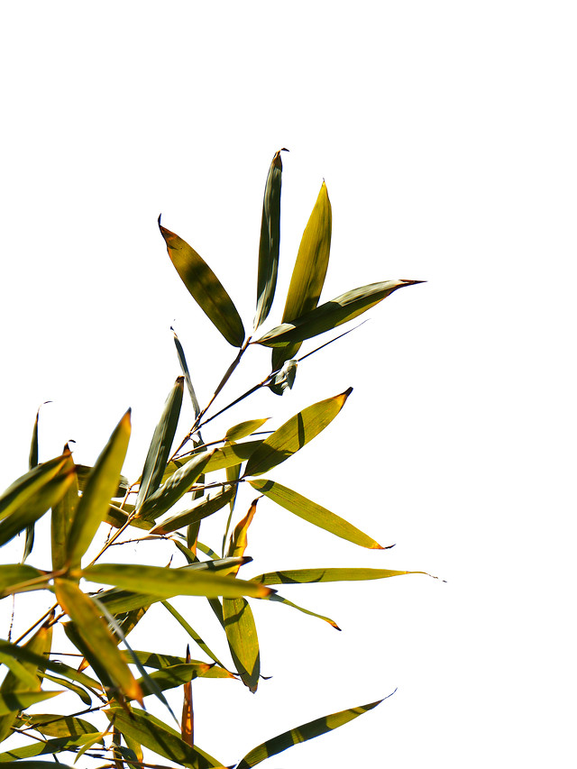 nature-leaf-flora-bamboo-no-person 图片素材