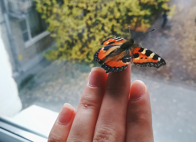 outdoors-nature-no-person-one-moths-butterflies 图片素材