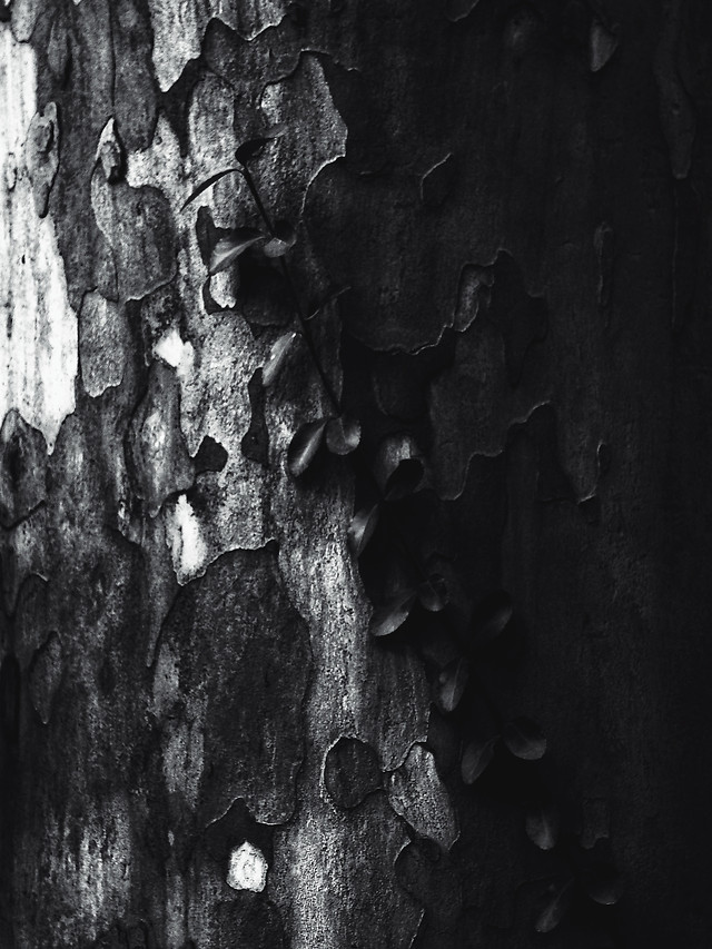 no-person-texture-tree-dark-desktop 图片素材