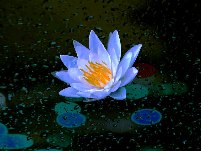 flower-nature-pool-blue-flora 图片素材